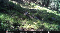 Sciurus aberti barberi