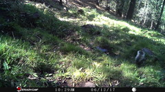 Sciurus aberti barberi
