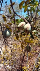 Cinnamosma fragrans image