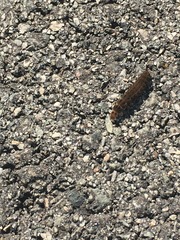 Insecta