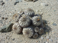 Copiapoa ahremephiana