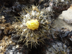 Copiapoa ahremephiana