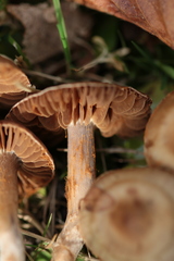 Agaricales