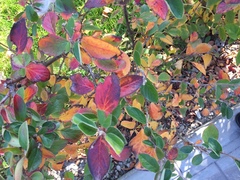 Cotoneaster