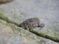 Rhinella humboldti