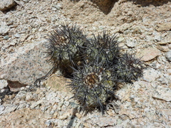 Copiapoa atacamensis
