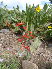 Ipomopsis aggregata aggregata