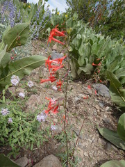 Ipomopsis aggregata aggregata