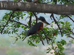 Megaceryle torquata