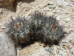 Copiapoa atacamensis