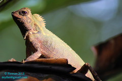Gonocephalus kuhlii