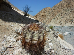 Copiapoa atacamensis