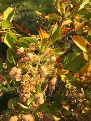 Hydrangea paniculata