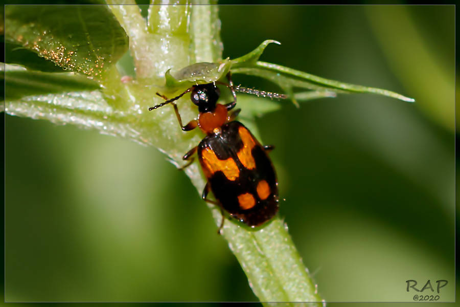 Lebia venustula