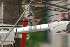 Passer domesticus