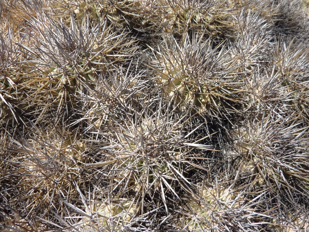 Copiapoa desertorum
