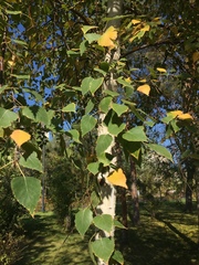 Betula pendula