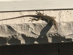 Anolis carolinensis