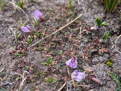 Astragalus peruvianus