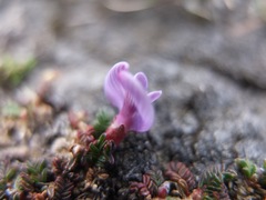 Astragalus peruvianus