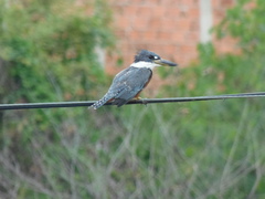 Megaceryle torquata