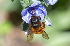 Osmia tricornis