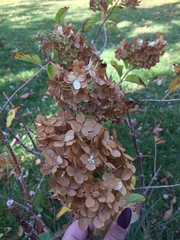 Hydrangea paniculata