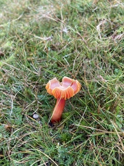 Hygrocybe splendidissima