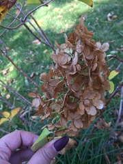 Hydrangea paniculata