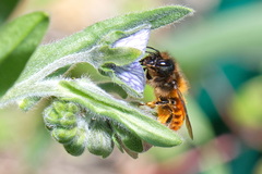 Osmia tricornis