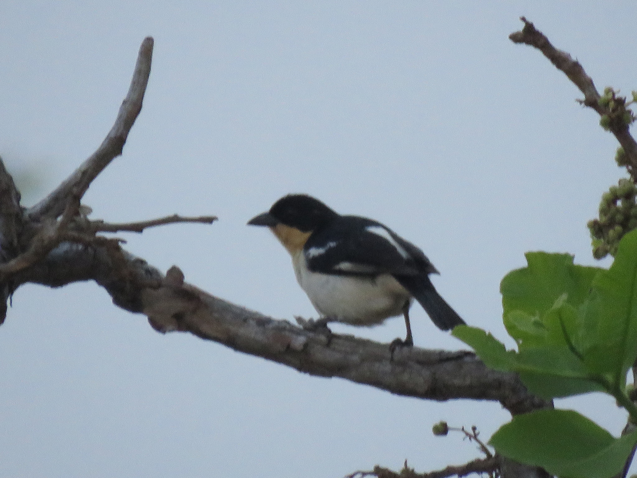 White-rumped Tanager illustration