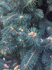Picea