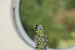 Xylocopa splendidula