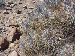 Copiapoa desertorum