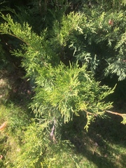 Juniperus