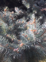 Picea