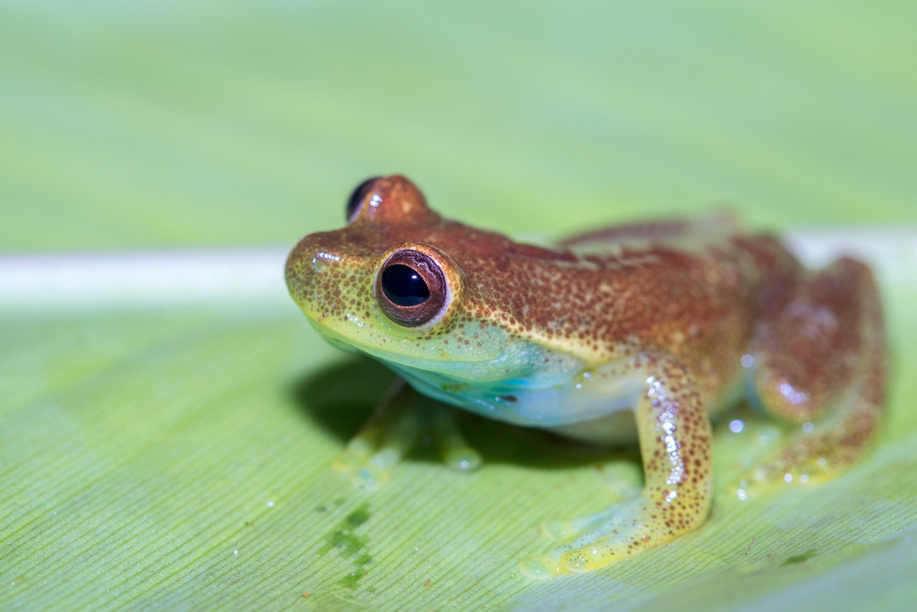 Mashpi Stream Treefrog