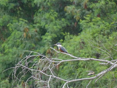 Megaceryle torquata
