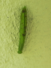 Lepidoptera