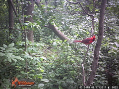 Cardinalis cardinalis