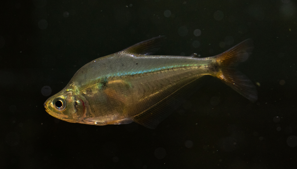 Roeboides occidentalis