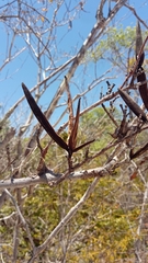 Mascarenhasia