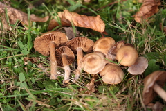 Agaricales