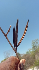 Mascarenhasia
