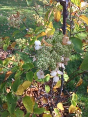 Hydrangea paniculata