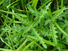 Cirsium arvense arvense