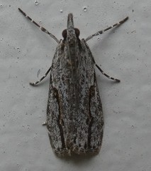 Eudonia bisinualis