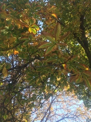 Aesculus hippocastanum