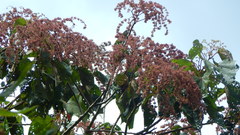 Heliocarpus appendiculatus