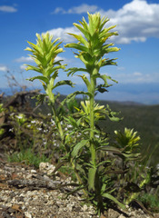 Castilleja glandulifera